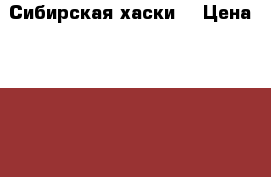 Сибирская хаски. › Цена ­ 7 000 - Брянская обл., Брянск г. Животные и растения » Собаки   